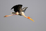 Image. Painted Stork