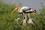 Image. Painted Stork