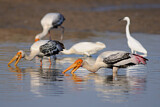 Image. Painted Stork