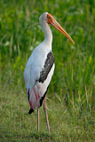 Image. Painted Stork