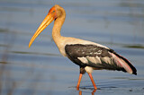 Image. Painted Stork