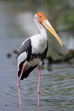 Image. Painted Stork