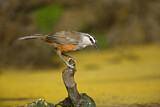 Image. Palani Laughingthrush