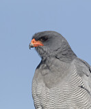 Image. Pale Chanting Goshawk