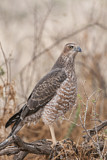 Image. Pale Chanting Goshawk