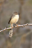 Image. Pale Prinia