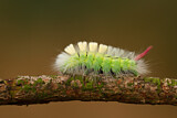 Image. Pale Tussock