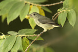 Image. Pale-billed Flowerpecker