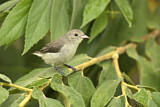 Image. Pale-billed Flowerpecker