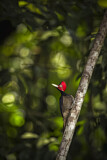 Image. Pale-billed Woodpecker