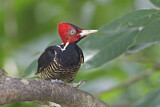 Image. Pale-billed Woodpecker