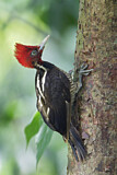 Image. Pale-billed Woodpecker