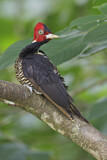 Image. Pale-billed Woodpecker