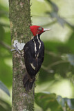 Image. Pale-billed Woodpecker
