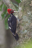 Image. Pale-billed Woodpecker