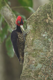 Image. Pale-billed Woodpecker