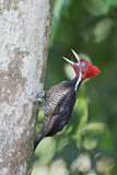 Image. Pale-billed Woodpecker