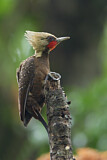 Image. Pale-crested Woodpecker