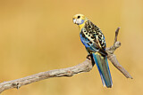 Image. Pale-headed Rosella