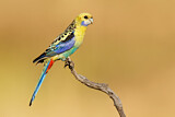 Image. Pale-headed Rosella