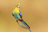 Image. Pale-headed Rosella