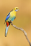 Image. Pale-headed Rosella