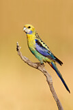 Image. Pale-headed Rosella