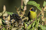 Image. Pale-naped Brushfinch