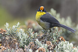 Image. Pale-naped Brushfinch