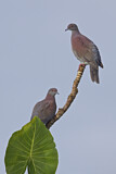 Image. Pale-vented Pigeon