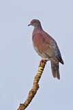 Image. Pale-vented Pigeon
