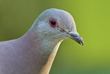 Image. Pale-vented Pigeon