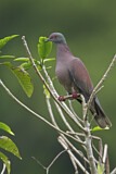 Image. Pale-vented Pigeon