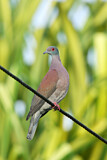 Image. Pale-vented Pigeon