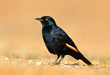 Image. Pale-winged Starling