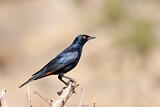 Image. Pale-winged Starling