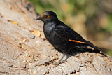 Image. Pale-winged Starling