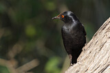 Image. Pale-winged Starling