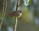 Image. Pale-yellow Robin