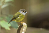 Image. Pale-yellow Robin