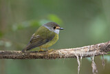 Image. Pale-yellow Robin