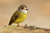 Image. Pale-yellow Robin
