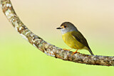 Image. Pale-yellow Robin