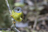 Image. Pale-yellow Robin