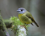 Image. Pale-yellow Robin