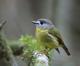 Image. Pale-yellow Robin