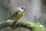 Image. Pale-yellow Robin