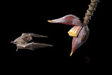 Image. Pallas' Long-tongued Bat