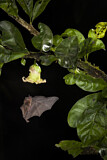 Image. Pallas' Long-tongued Bat