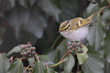 Image. Pallas's Leaf Warbler